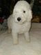 Poodle Puppies for sale in Lumberton, NC, USA. price: NA