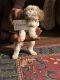 Poodle Puppies for sale in Herndon, KY 42236, USA. price: NA