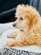Poodle Puppies for sale in Lewis Center, OH, USA. price: $3,300