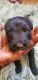 Poodle Puppies for sale in Phoenix, AZ 85029, USA. price: $2,000