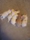 Poodle Puppies for sale in Oronogo, MO, USA. price: NA