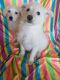 Poodle Puppies for sale in Adelanto, CA, USA. price: NA