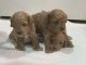 Poodle Puppies for sale in Tampa, FL, USA. price: NA