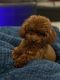 Poodle Puppies for sale in Fort Worth, TX, USA. price: $2,000