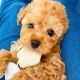Poodle Puppies for sale in Phoenix, AZ, USA. price: NA