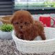 Poodle Puppies for sale in Fresno Ct, Poinciana, FL 34758, USA. price: $950