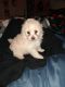Poodle Puppies for sale in Kissimmee, FL, USA. price: $800