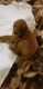 Poodle Puppies for sale in Niles, IL, USA. price: $1,600
