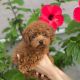 Poodle Puppies for sale in 2 Anndale Dr, Toronto, ON M2N 0G5, Canada. price: NA