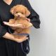 Poodle Puppies for sale in 2 Anndale Dr, Toronto, ON M2N 0G5, Canada. price: $1,500