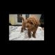 Poodle Puppies for sale in 10054 Hutzell St, Ijamsville, MD 21754, USA. price: $1,500