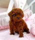 Poodle Puppies for sale in Chicago Heights, IL, USA. price: NA