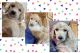 Poodle Puppies for sale in Stanley, WI 54768, USA. price: $1,800