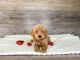 Poodle Puppies for sale in Raleigh, NC, USA. price: $3,200