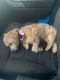 Poodle Puppies for sale in Louisville, KY 40245, USA. price: $1,000