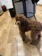 Poodle Puppies for sale in Buford, GA, USA. price: $2,700