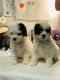 Poodle Puppies for sale in Spring, TX 77373, USA. price: NA