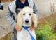 Poodle Puppies for sale in 3000 Hampstead Blvd, Clinton, MS 39056, USA. price: NA
