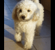 Poodle Puppies for sale in Washington, DC, USA. price: $1,400
