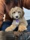 Poodle Puppies for sale in Wade, NC, USA. price: $1,000