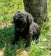 Poodle Puppies for sale in Cumberland, VA 23040, USA. price: NA