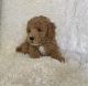Poodle Puppies for sale in Whittier, CA, USA. price: NA