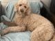 Poodle Puppies for sale in Washington, DC, USA. price: $500