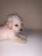 Poodle Puppies for sale in Lockhart, FL 32810, USA. price: NA
