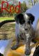 Poodle Puppies for sale in Waco, TX, USA. price: $1,000