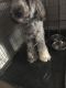 Poodle Puppies for sale in 1280 Middle Tennessee Blvd, Murfreesboro, TN 37130, USA. price: $200