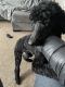 Poodle Puppies for sale in Folcroft, PA, USA. price: NA