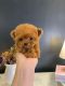 Poodle Puppies for sale in Seoul Garden Way, Valley, AL 36854, USA. price: NA