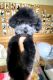 Poodle Puppies for sale in Chino Hills, CA, USA. price: NA