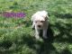Poodle Puppies for sale in Reedley, CA, USA. price: $800