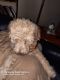 Poodle Puppies for sale in North Myrtle Beach, SC, USA. price: $800