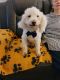 Poodle Puppies for sale in Mansfield, TX 76063, USA. price: NA