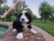 Poodle Puppies for sale in Aledo, TX 76008, USA. price: NA
