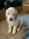 Poodle Puppies for sale in Leoma, TN 38468, USA. price: NA