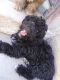 Poodle Puppies for sale in Madera, CA, USA. price: $100
