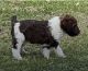 Poodle Puppies for sale in Centralia, MO 65240, USA. price: NA