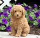 Poodle Puppies for sale in California City, CA, USA. price: $1,000