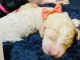 Poodle Puppies for sale in Houston, TX 77082, USA. price: $1,600
