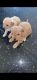 Poodle Puppies for sale in Miami Beach, Georgina, ON L4P 3A2, Canada. price: $400