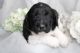 Poodle Puppies for sale in Grandview, TX 76050, USA. price: NA