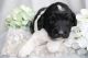 Poodle Puppies for sale in Grandview, TX 76050, USA. price: NA