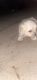 Poodle Puppies for sale in San Bernardino, CA, USA. price: NA