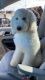 Poodle Puppies for sale in Lacey, WA, USA. price: $1,200