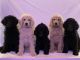 Poodle Puppies for sale in Wheeling, WV 26003, USA. price: NA