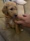 Poodle Puppies for sale in Gilbert, AZ, USA. price: NA