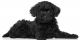 Poodle Puppies for sale in Stamford, CT 06901, USA. price: $6,000